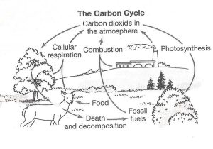 The Nitrogen Cycle Student Worksheet Answers Also Nitrogen Cycle Worksheet Answers New Carbon Cycle the Free