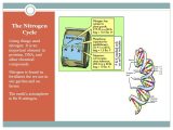 The Nitrogen Cycle Student Worksheet Answers Also the Nitrogen Cycle Living Things Need Nitrogen It is An Important