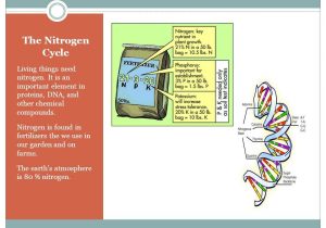 The Nitrogen Cycle Student Worksheet Answers Also the Nitrogen Cycle Living Things Need Nitrogen It is An Important