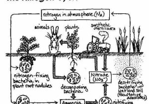 The Nitrogen Cycle Student Worksheet Answers as Well as 162 Best Photosynthesis and the Nitrogen Cycle Images On Pinterest