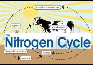 The Nitrogen Cycle Student Worksheet Answers as Well as Funny Nitrogen Cycle Steps Nitrogen Cycle Animation Video