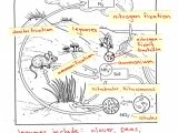 The Nitrogen Cycle Student Worksheet Answers with Biology Ii