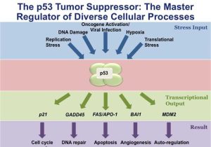 The P53 Gene and Cancer Student Worksheet Answers and 82 Best Cytology Images On Pinterest