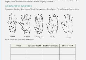The theory Of Evolution Chapter 15 Worksheet Answers or Awesome Evidence Evolution Worksheet Answers Inspirational