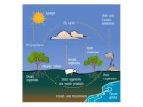 The Water Cycle Worksheet Answer Key with Raptor Science Water Cycle Vs Carbon Cycle