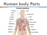 Tissue Worksheet Anatomy Answer Key Also Human Parts Body Diagram Human Body Parts Free Download C