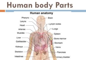 Tissue Worksheet Anatomy Answer Key Also Human Parts Body Diagram Human Body Parts Free Download C