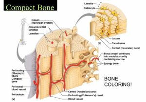Tissue Worksheet Anatomy Answer Key and Microscopic Anatomy Bone Diagram Microscopic Anatomy C