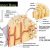 Tissue Worksheet Anatomy Answer Key and Microscopic Anatomy Bone Diagram Microscopic Anatomy C