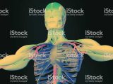 Tissue Worksheet Anatomy Answer Key or Anatomy Arms T Anatomy