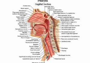 Tissue Worksheet Anatomy Answer Key or Diagram the Human Neck Anatomy Neck Bones Human Anat