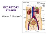 Tissue Worksheet Anatomy Answer Key with the Excretory System Worksheet Choice Image Worksheet for
