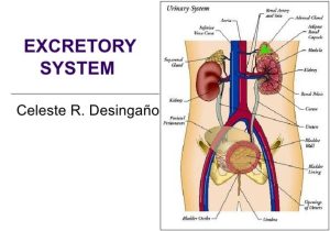 Tissue Worksheet Anatomy Answer Key with the Excretory System Worksheet Choice Image Worksheet for