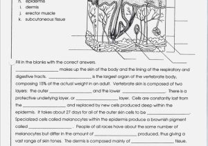 Tissue Worksheet Anatomy Answers Along with Groß Anatomy and Physiology Skin Worksheet Ideen Menschliche