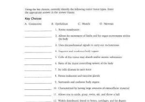Tissue Worksheet Anatomy Answers Along with Tissue Worksheet Answer Key Anatomy Kidz Activities