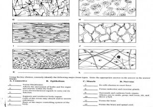 Tissue Worksheet Anatomy Answers Also Nett Anatomy and Physiology 1 Worksheet for Tissue Types Answers