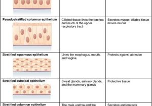 Tissue Worksheet Anatomy Answers and Nett Anatomy and Physiology 1 Worksheet for Tissue Types Answers