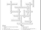 Tissue Worksheet Anatomy Answers and Skeletal System Crossword Puzzle Humananatomy Online