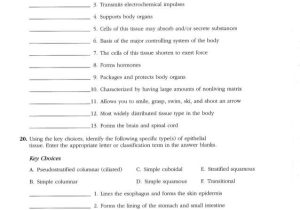 Tissue Worksheet Anatomy Answers or Erfreut Anatomy and Physiology Nervous System Test Zeitgenössisch