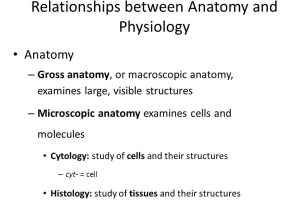 Tissue Worksheet Answers Also Wunderbar the Difference Between Anatomy and Physiology Galerie