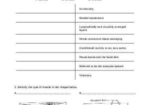 Tissue Worksheet Answers or Identify the Structures In Column B by Matching them with the