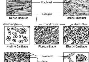 Tissue Worksheet Answers with 110 Best Anatomy Images On Pinterest