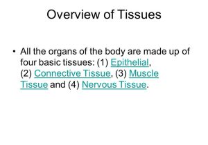 Tissue Worksheet Section A Intro to Histology Also Histology the Study Of Tissues Overview Of Tissues All the organs