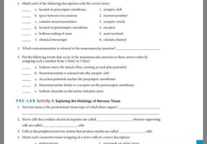 Tissue Worksheet Section A Intro to Histology Answers with Anatomy and Physiology Archive November 26 2017