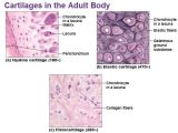 Tissue Worksheet Section A Intro to Histology as Well as 11 Best Chapter 5 Histology Images On Pinterest