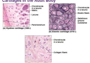 Tissue Worksheet Section A Intro to Histology as Well as 11 Best Chapter 5 Histology Images On Pinterest