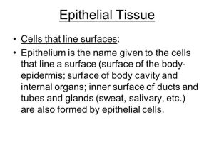 Tissue Worksheet Section A Intro to Histology as Well as Histology the Study Of Tissues Overview Of Tissues All the organs