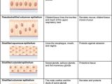 Tissue Worksheet Section A Intro to Histology or Großzügig Histology Quiz Anatomy and Physiology Ideen Menschliche