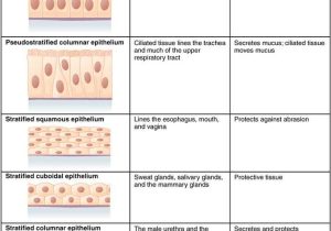 Tissue Worksheet Section A Intro to Histology or Großzügig Histology Quiz Anatomy and Physiology Ideen Menschliche