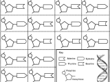 Transcription and Translation Coloring Worksheet Answers Also Constructing A Dna Model