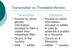 Transcription and Translation Practice Worksheet together with Transcription Translation Practice Worksheet Best What are the