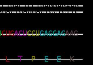 Transcription and Translation Worksheet Answer Key with Genetics Wikidoc