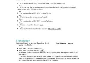 Transcription and Translation Worksheet Answers or Best Transcription and Translation Worksheet Answers Lovely Dna