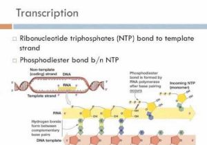 Transcription and Translation Worksheet Key with Ib Biology Transcription Of Mrna From Dna Archeryi