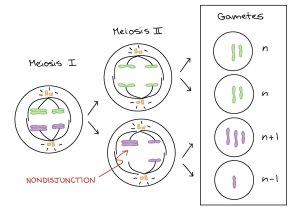 Transcription Worksheet Answer Key Also Gene and Chromosome Mutation Worksheet Answer Key New 18 New Pics