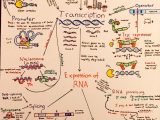 Transcription Worksheet Answer Key together with Introductory Biochemistry Flowcharts Pinterest