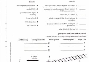 Transcription Worksheet Answer Key with Worksheet Dna Replication Worksheet Key Concept Dna Replication