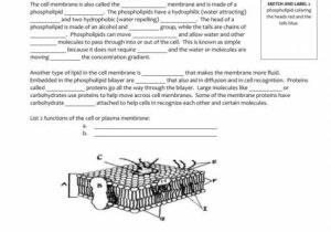 Transport Across Membranes Worksheet Answers or Worksheets 41 Awesome Cell Transport Review Worksheet High