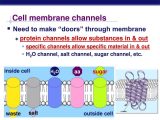 Transport In Cells Worksheet and Move Across A Membrane Protein Cell Materials Bing Images