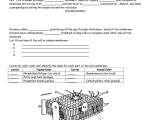 Transport In Cells Worksheet Answers as Well as with Cell Membrane Coloring Worksheet Coloring Pages Answers