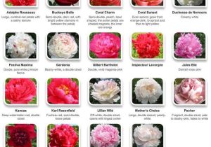 Types Of Floral Arrangements Worksheet Along with 139 Best Flower Arranging Knowledge Bank Images On Pinterest