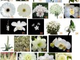 Types Of Floral Arrangements Worksheet with 22 Best Wedding Flowers From Fiftyflowers Images On Pinterest