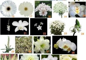 Types Of Floral Arrangements Worksheet with 22 Best Wedding Flowers From Fiftyflowers Images On Pinterest