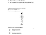Types Of Levers Worksheet Answers with Gcse Pe Levers and Movement by Helen tonks Teaching Resources Tes