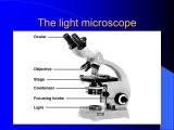 Using A Compound Light Microscope Worksheet Along with Lab Equipment & Procedures Chapter â¡ Microscopes A Light