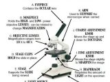 Using A Compound Light Microscope Worksheet and 21 Best Pound Light Microscope Images On Pinterest